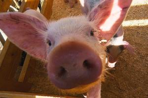 В Україні різко зросла ціна на живець свиней