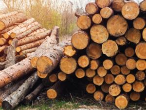 В Україні запровадили електронний облік деревини