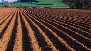 В Україні агрохолдинги обробляють до 3,6 млн га землі — дослідження