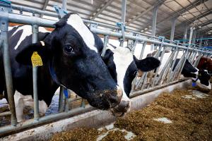 Вперше в Україні аграрну розписку оформив молочний кооператив