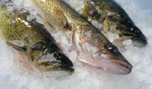 Україна збільшила експорт свіжої риби на 40%