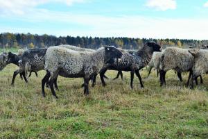 На Івано-Франківщині запрацювала овеча ферма