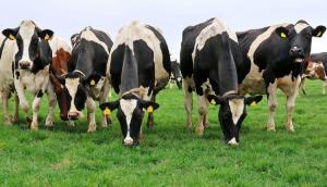 На Житомирщині запускають проект зі створення сімейних молочних ферм