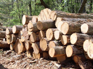 В Україні відкрили дані про ціни на деревину онлайн