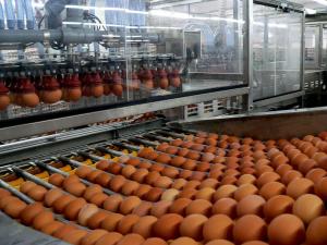 Промислове виробництво яєць зросло в Україні майже в 4 рази