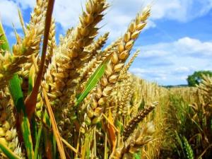 Тимофій Милованов назвав ТОП-5 областей з найвищим врожаєм зернових
