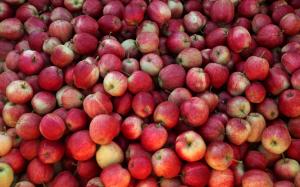Для постачальників українських яблук відкрито необмежений доступ до ринку Індії
