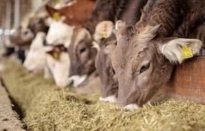 В Україні немає об’єктивних даних про тваринництво, – ФАО