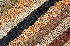 Виручка від експорту зернових і зернобобових принесла Україні торік 420 млрд грн