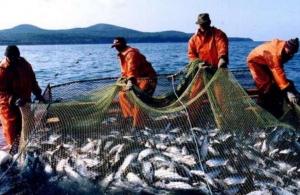 Торік вилов риби у Чорному морі зріс на 64%