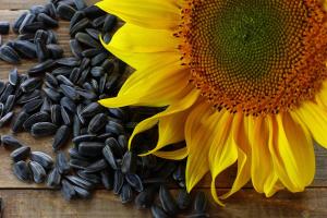 «Аграрний фонд» реалізовуватиме соняшник на Українській універсальній біржі
