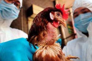 Збудник пташиного грипу на Вінниччині ліквідовано, — Держпродспоживслужба