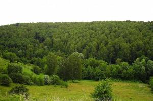 Парламент ухвалив у першому читанні законопроект про інвентаризацію лісів