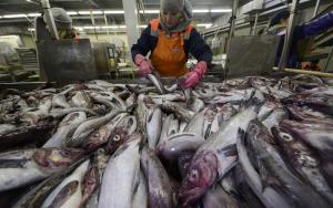 На Херсонщині планують інвестувати 15 млн грн у рибне господарство