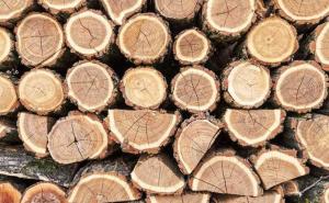 Держлісагентство оприлюднило орієнтовний графік е-аукціонів з продажу деревини