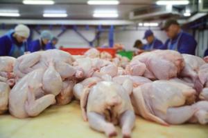 Українські птахівники готові збільшити експорт курятини до ЄС вдвічі, — заява