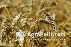 Мінекономіки прогнозує врожай зернових в Україні у 2020 році на рівні 65-70 млн т