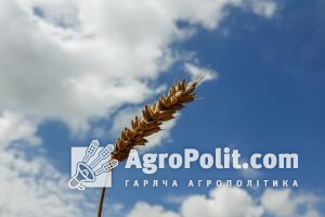 Експорт українського зерна зріс на чверть