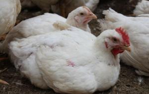 За місяць стане відомо хто з виробників курятини використовує антибіотики