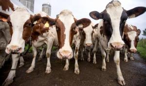 Фермери зможуть отримати відшкодування за одну корову в розмірі 5 тис. грн 