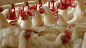 Євросоюз зняв заборону на імпорт української курятини, – Точицький