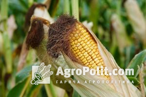 Мінсільгосп США підвищив прогноз експорту кукурудзи з України на мільйон тонн