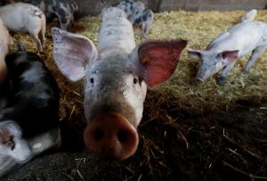 Україна збільшила експорт свинини майже в 5 разів 