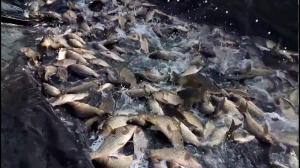 Нерест риби у 2020 році – під загрозою