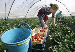 Аграрії Польщі просять уряд посприяти українцям залишитись в країні 