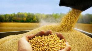 Експортери зернових і олійних можуть втратити ринок через старе вітчизняне законодавство, – експерт 