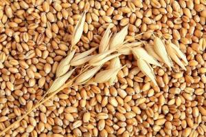 Аграрний фонд відправив на переробку перші 10,5 тис. т пшениці аби врегулювати ціни на хліб