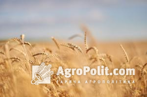 Україна скорочує експорт пшениці