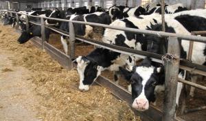 На Черкащині будують молочний комплекс на 1200 дійних корів 