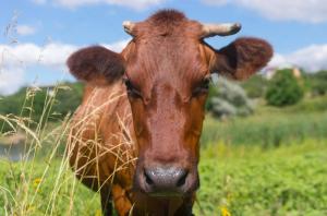 Уряд виплачуватиме молочним фермам 5 тис. грн держпідтримки на корову