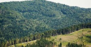 Законопроект про національну інвентаризацію лісів готується до другого читання