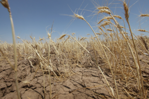 На Одещині посуха знищила 70-80% озимих