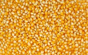 Україна у 2020 році може встановити рекорд виробництва кукурудзи
