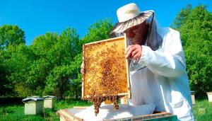 Комунікація між пасічниками та аграріями допоможе уникнути отруєння бджіл, – Мінекономіки