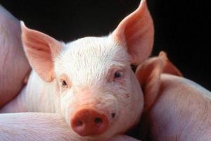У квітні Україна вдвічі збільшила імпорт свинини