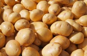 Україна активно імпортує картоплю з Росії та Білорусі