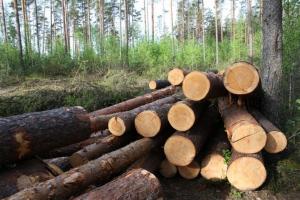 У Кабміні готують закон про відповідальність за купівлю «дерева без бирки», – Держлісагентство