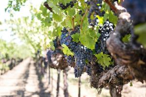 Виноградарі та винороби закликали владу знизити податкове навантаження на галузь і запровадити мита на імпорт їхньої продукції
