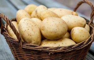 У 2020 році в Україні очікують добрий урожай картоплі