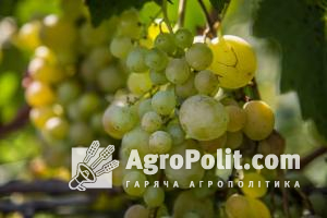 Парламентарі зробили крок до стимулювання розвитку виноградарства в Україні