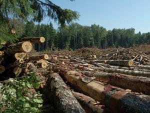 Скільки вирубали лісів у Карпатах за останніх 5 років