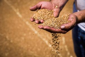 Трейдери розповіли, який граничний обсяг експорту пшениці встановлять в Україні
