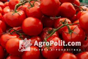 Україна з початку року імпортувала помідорів на понад $62 млн