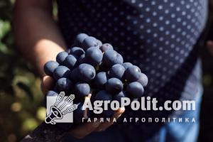 У виноградарів та виноробів з'явиться професійне свято — офіційно