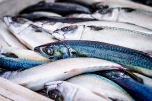 Грошові надходження від експорту української риби склали понад $2,4 млн, — Держрибагентство