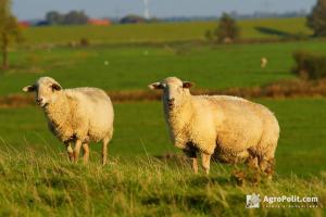 В Україні зменшилось поголів’я кіз та овець